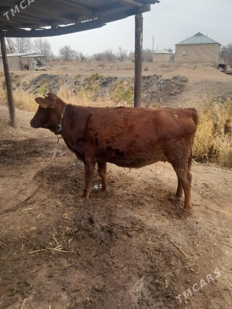 bakylan yaşsygyr - Mary - img 1