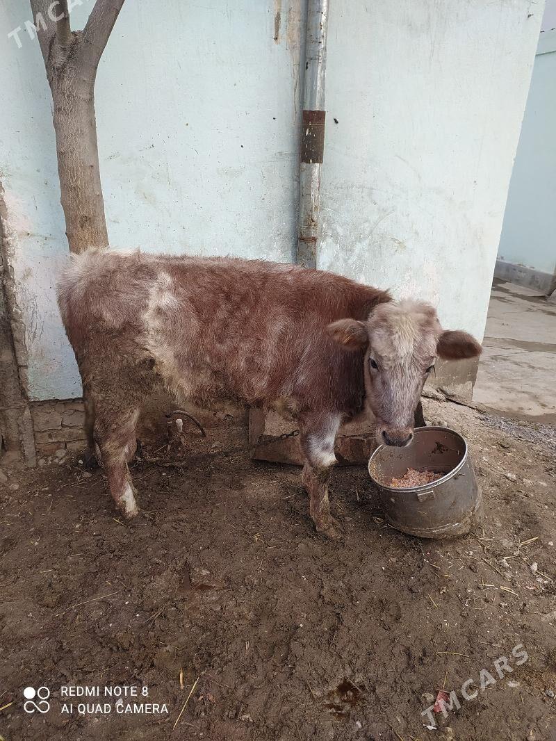 Tüwe - Багир - img 1