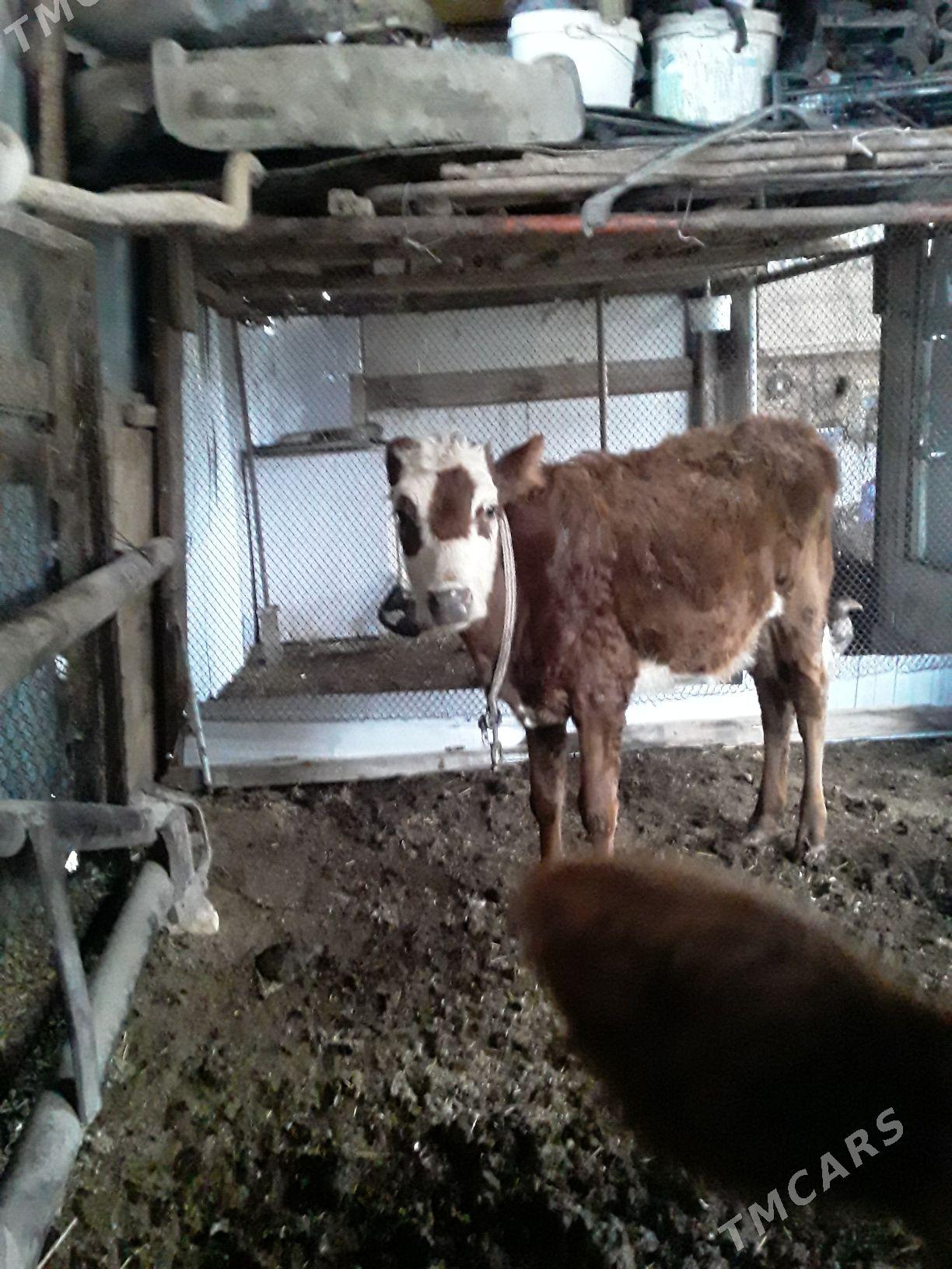 unajynlar - Туркменабат - img 1