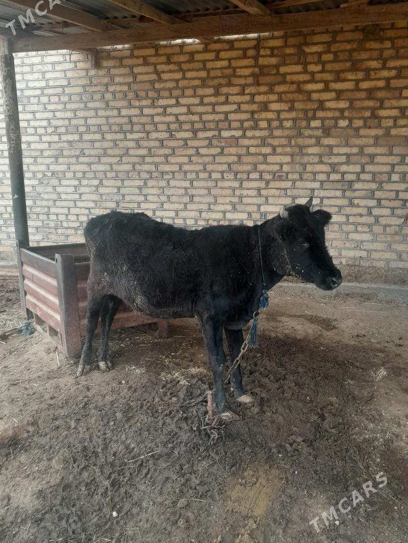 gulajyn - Mary - img 1