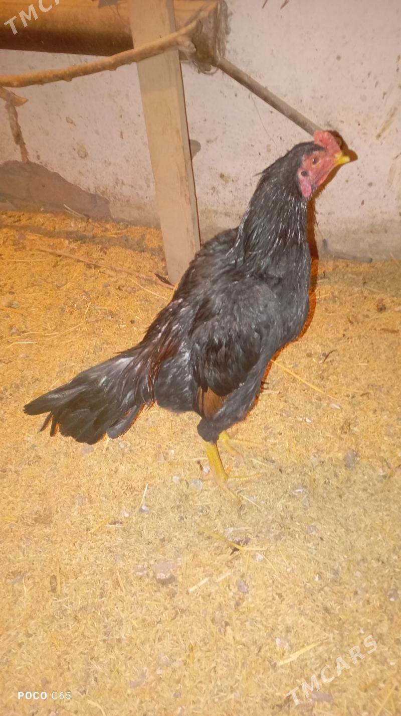 bayes juyje - Şabat etr. - img 1