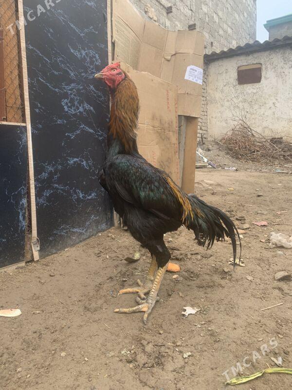 Taskent - Hitrowka - img 1