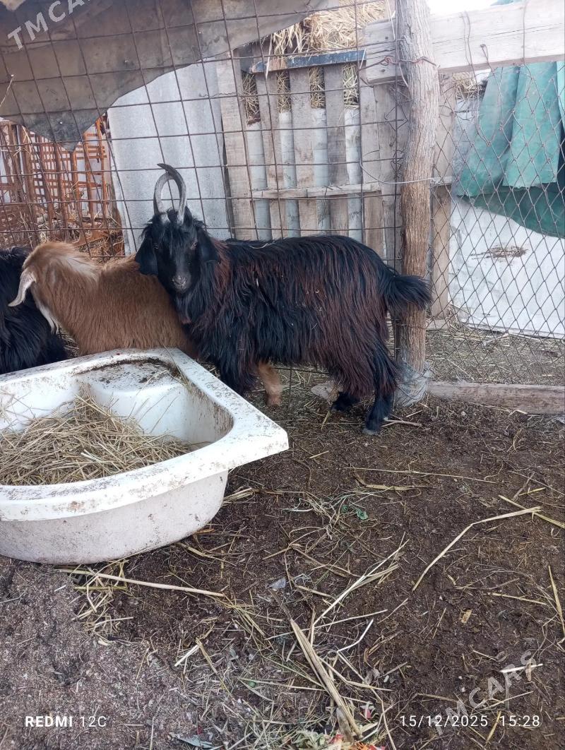 serke we teke - Фарап - img 1