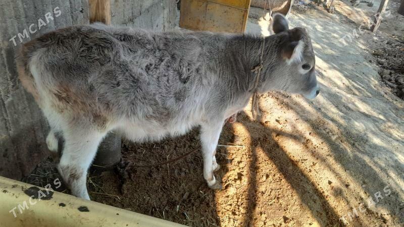 gõle - Gökdepe - img 1