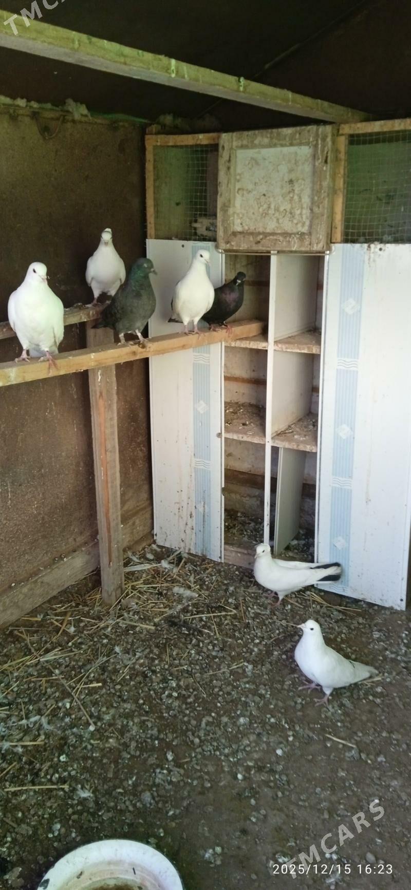 kepderi - Boldumsaz - img 1