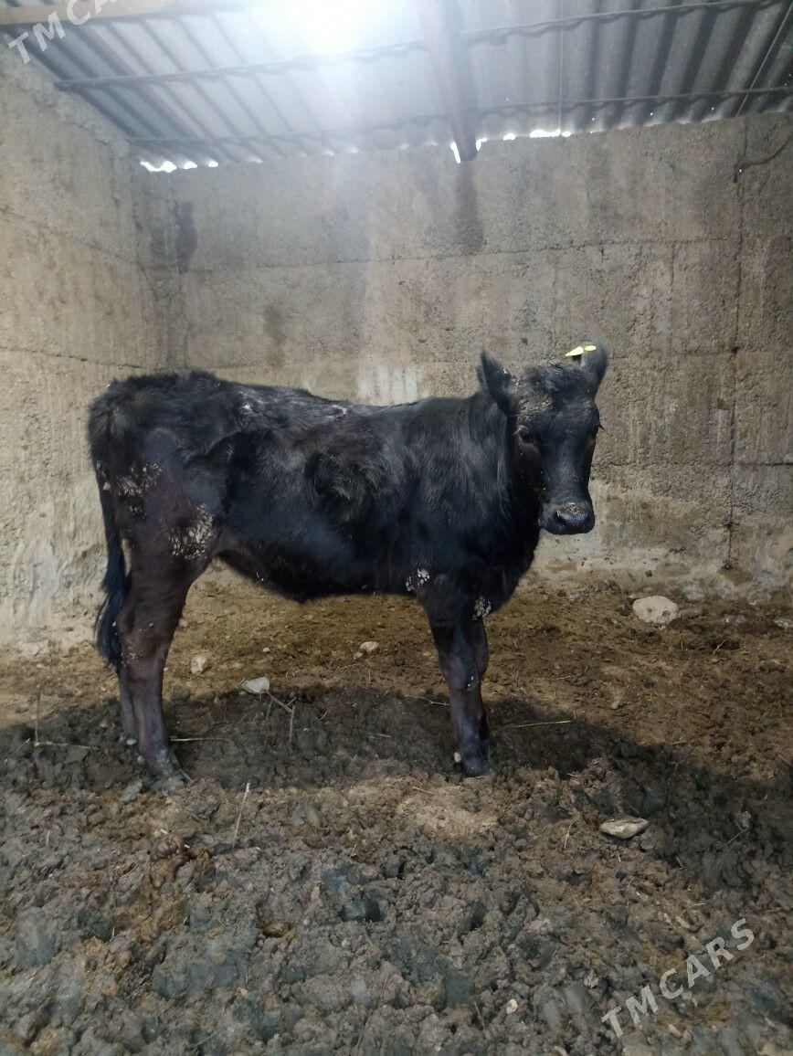 GIBRID TUWE - Ашхабад - img 1