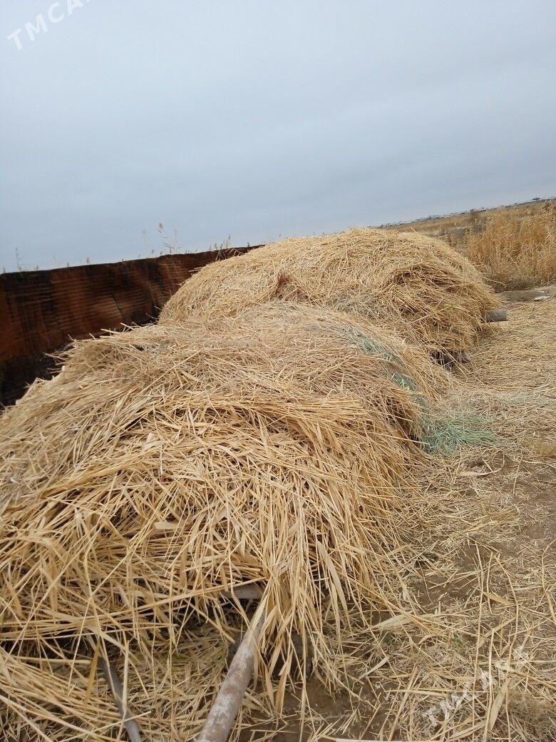 ot - Мургап - img 1