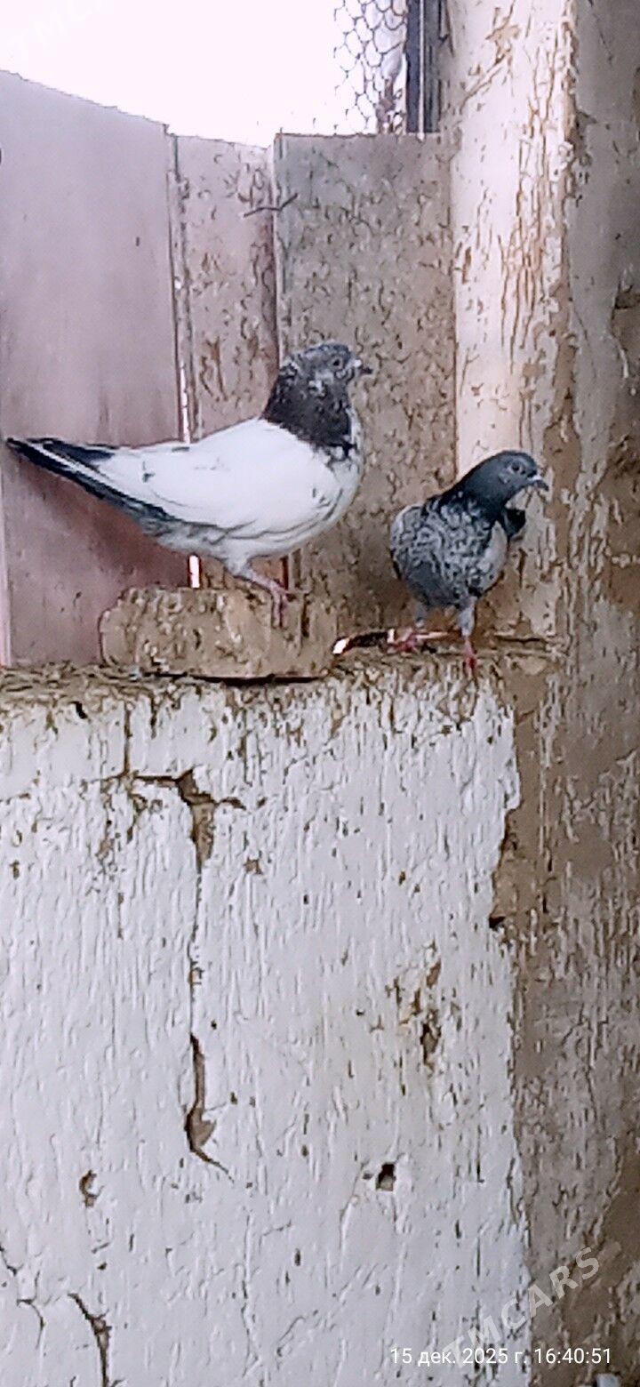 kepderi - Mary - img 1