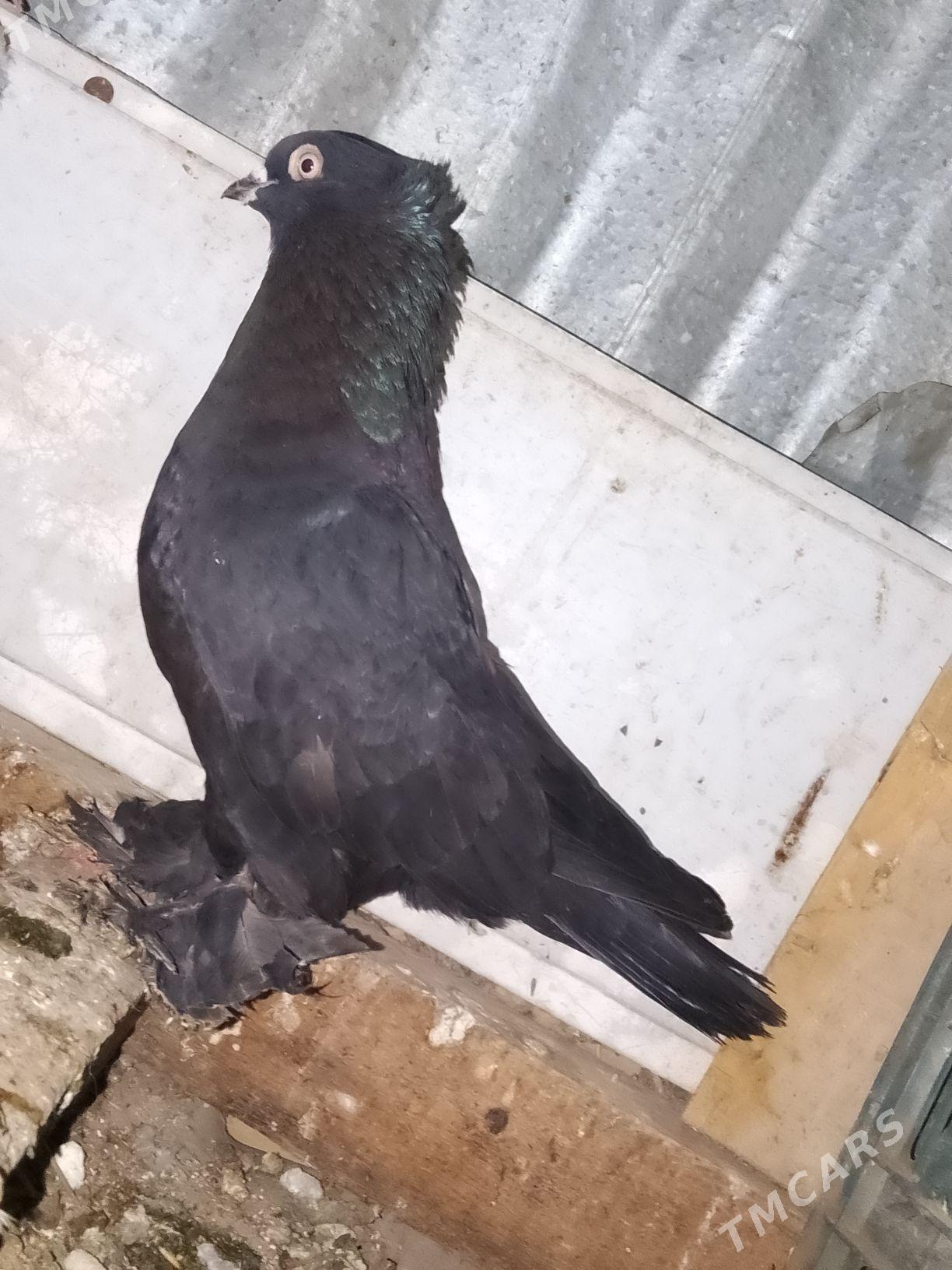 kepderi - Туркменабат - img 1