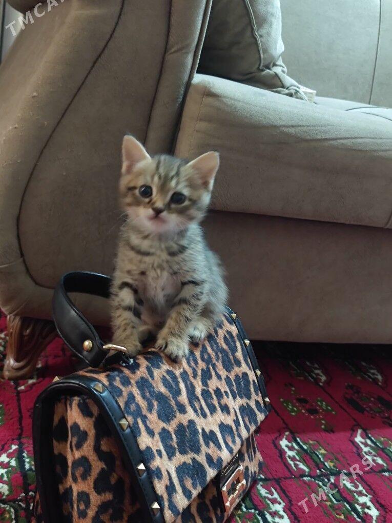 Pisijek - Ашхабад - img 1