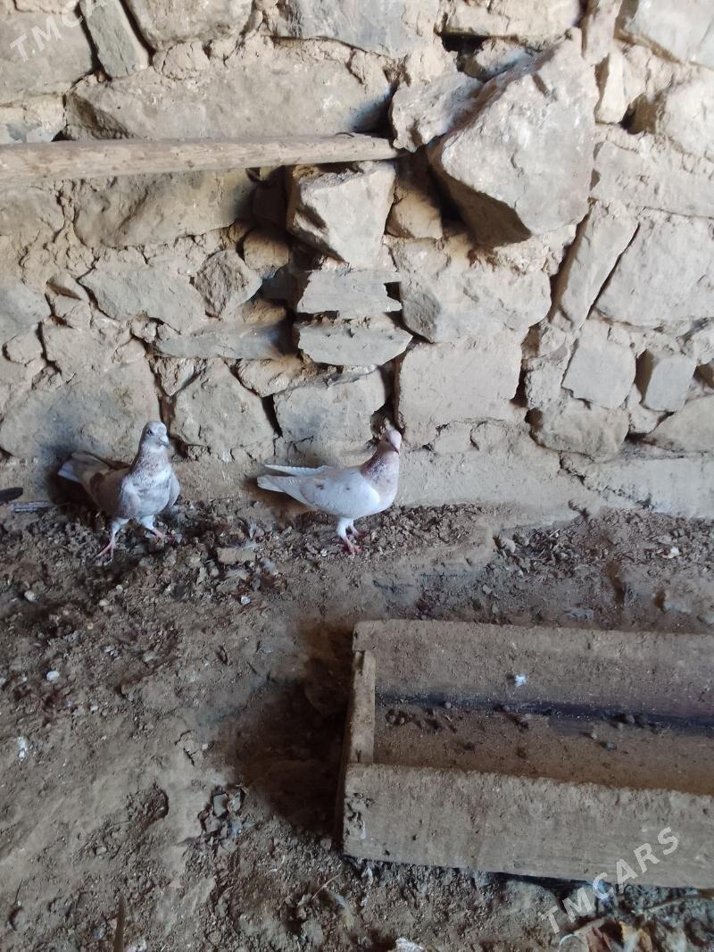 Kepderi - Берекет - img 1