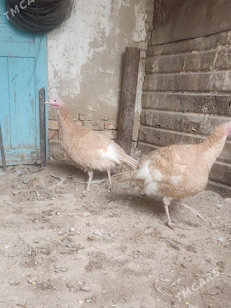 induk - Хитровка - img 1