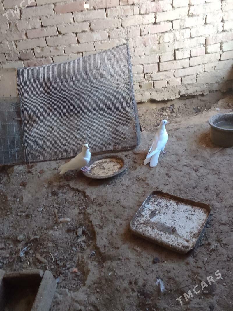 Kepderi - Берекет - img 1