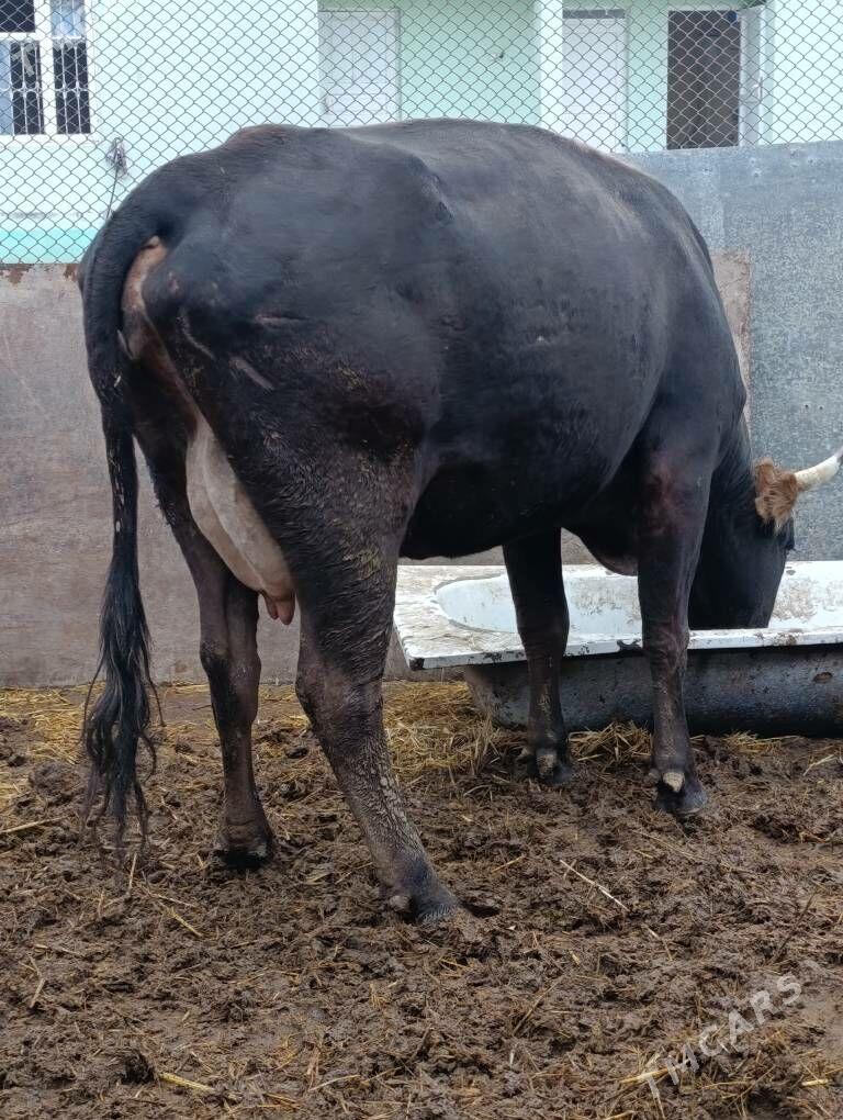 şwes tohum göleli sygyr - Gökdepe - img 1