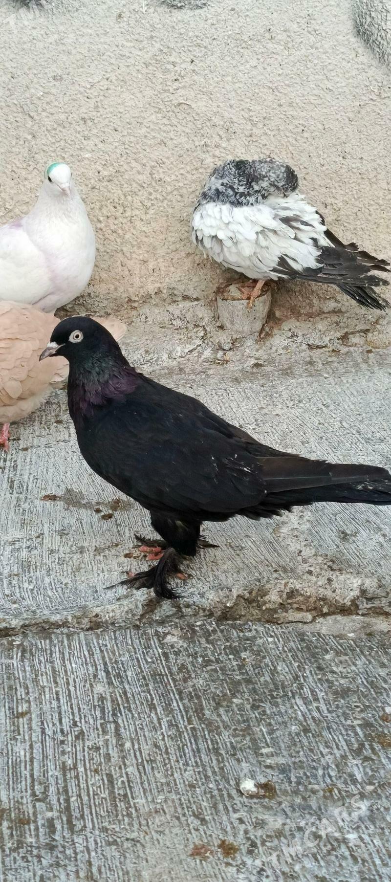 kepderi - Хитровка - img 1