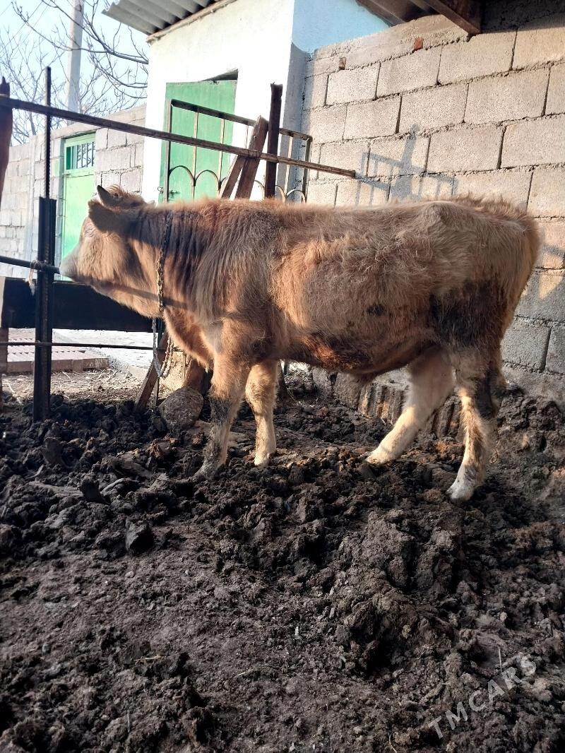 Öküz - Чоганлы - img 1