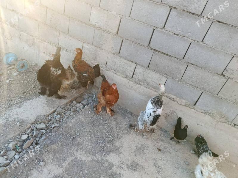 towuk horaz - Gyzylarbat - img 1