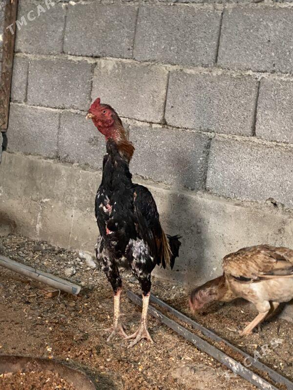 taskent horoz - Bagyr - img 1