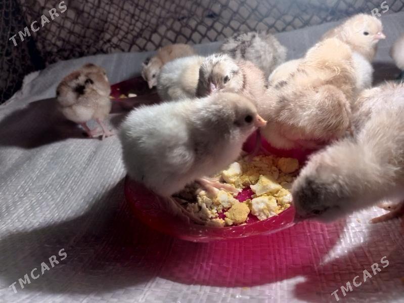 towyk juje - Baýramaly - img 1