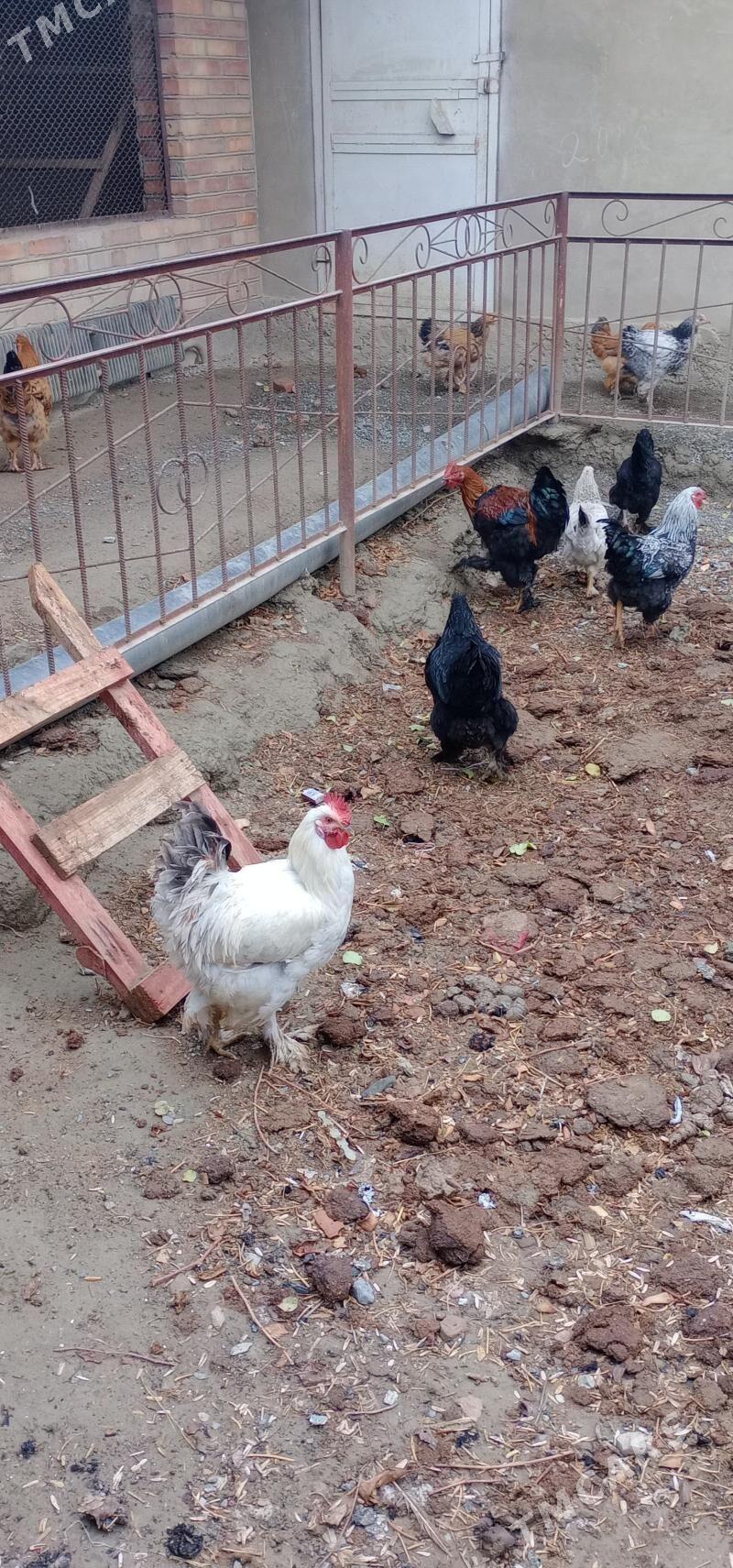 towuklar - Бахарден - img 1