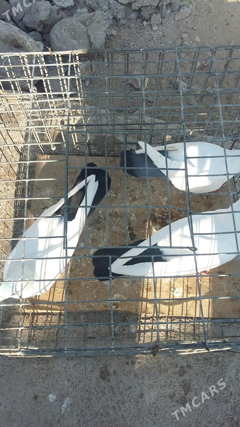 kepderi - Ашхабад - img 1