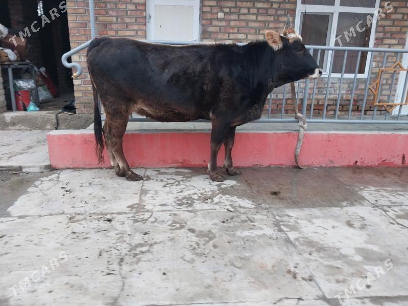 bogoz şwes sygyr - Бахарден - img 1