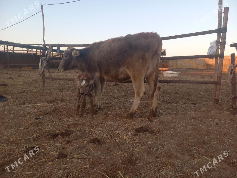 göleli. - Wekilbazar - img 1