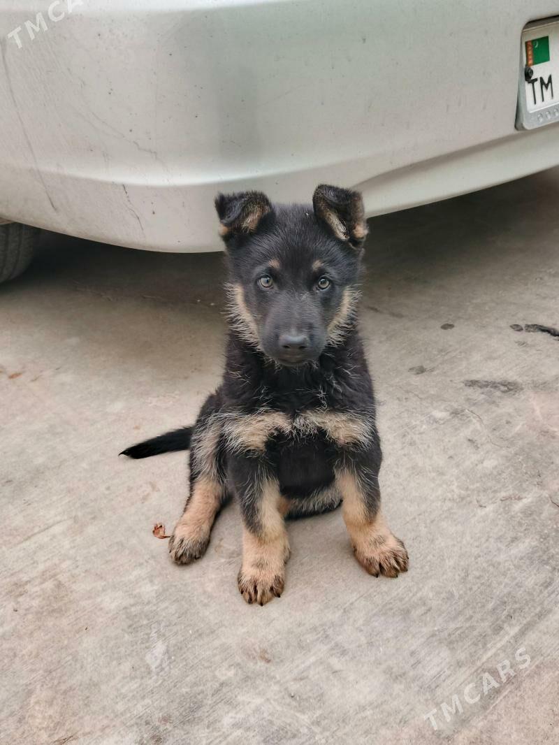 Awçarka - Ашхабад - img 1