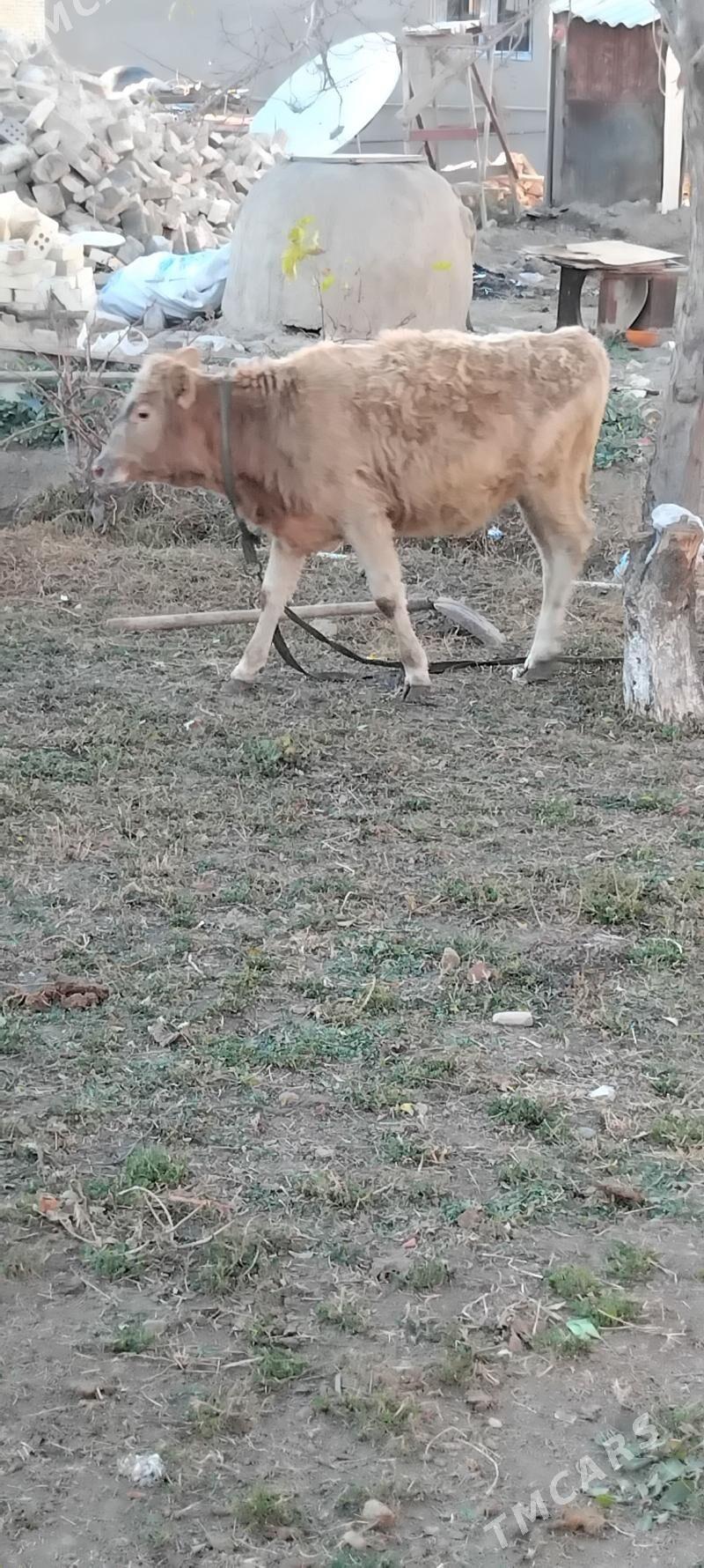 gulajyn - Mary - img 1