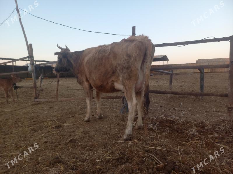 göleli. - Wekilbazar - img 1