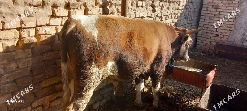 okuz - Теджен - img 1