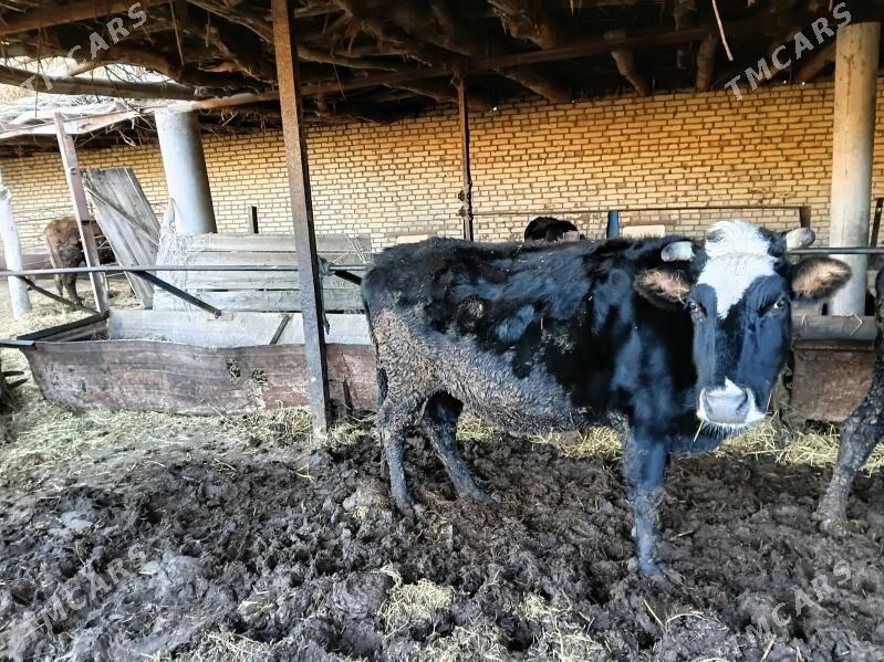 Sygyr - Dänew - img 1