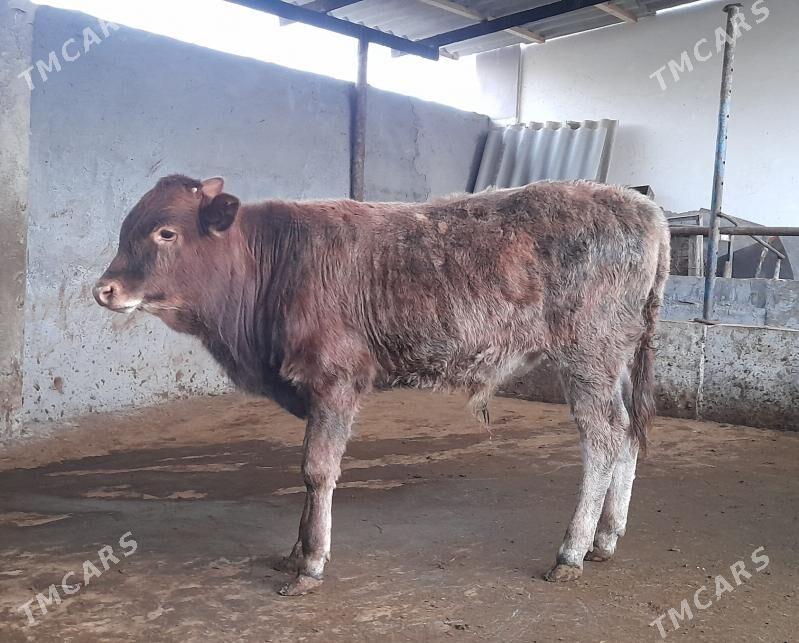 ökûz - Garadamak Şor - img 1