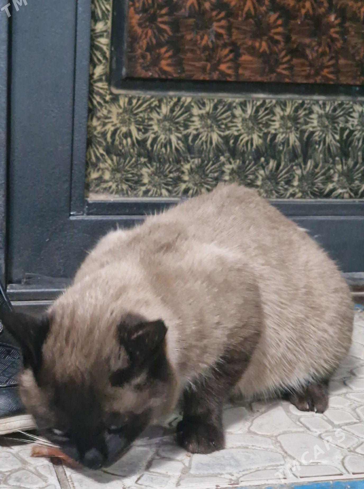 Pisik - Daşoguz - img 1