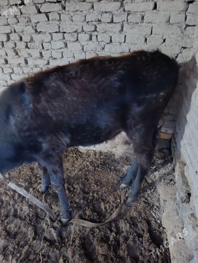 Gulajyn - Mary - img 1