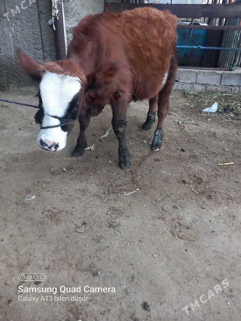 gibrit simental - Büzmeýin - img 1