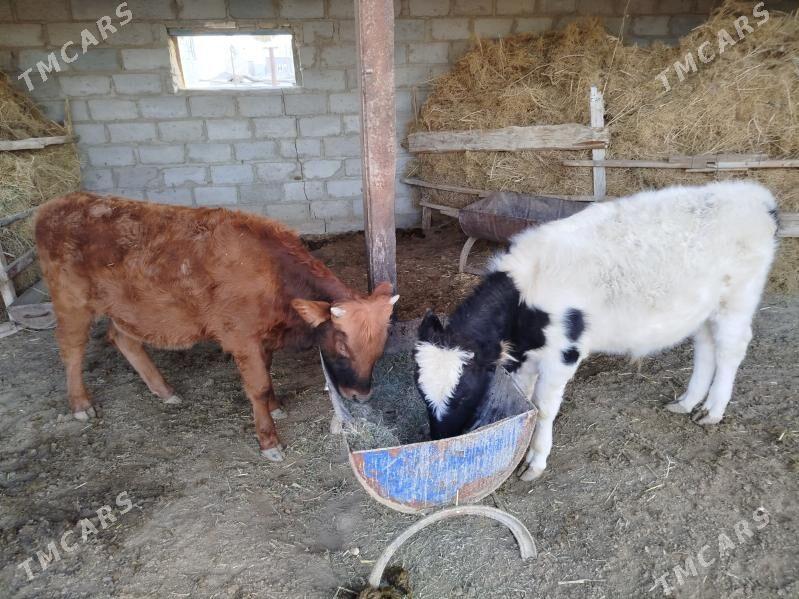 ökuzce - Esenguly - img 1