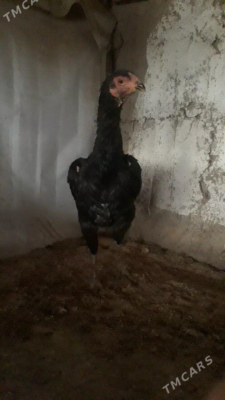 taskent maki - Aşgabat - img 1