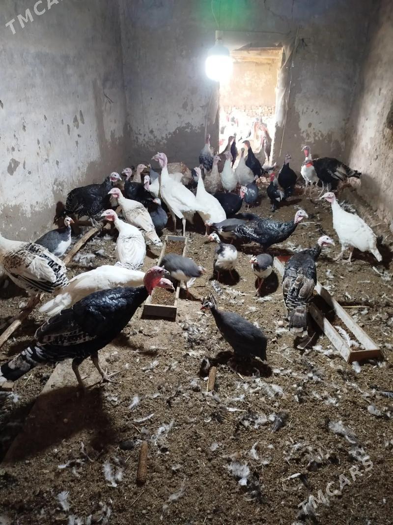 Satlyk induklar - Türkmenabat - img 1