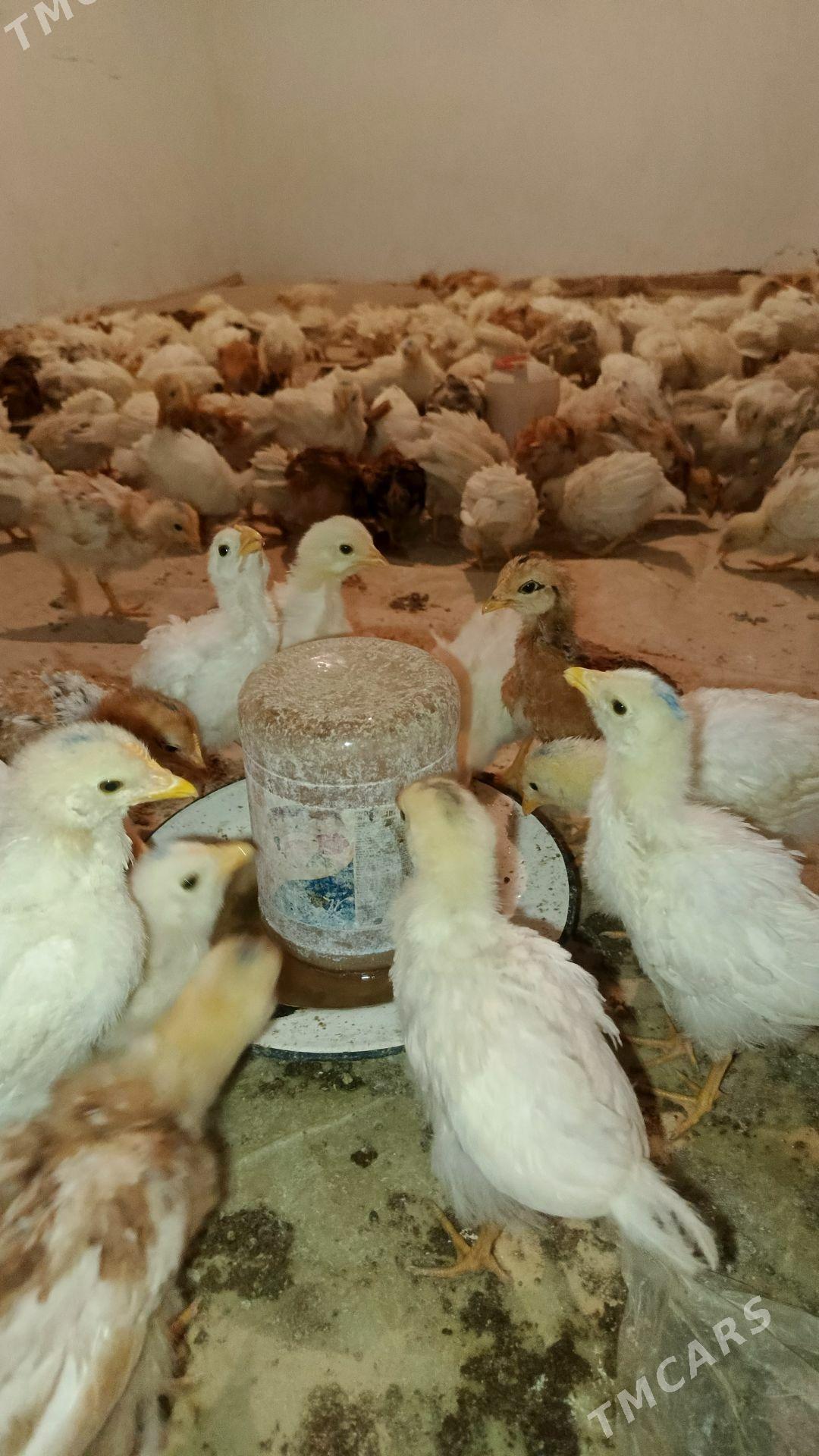 lohman brawun - Halaç - img 1