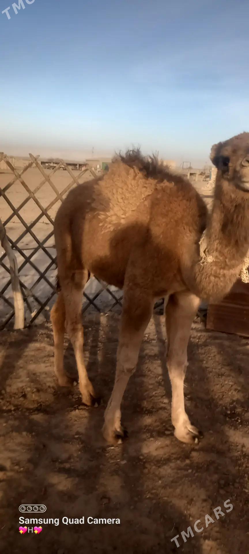 Torum - Balkanabat - img 1