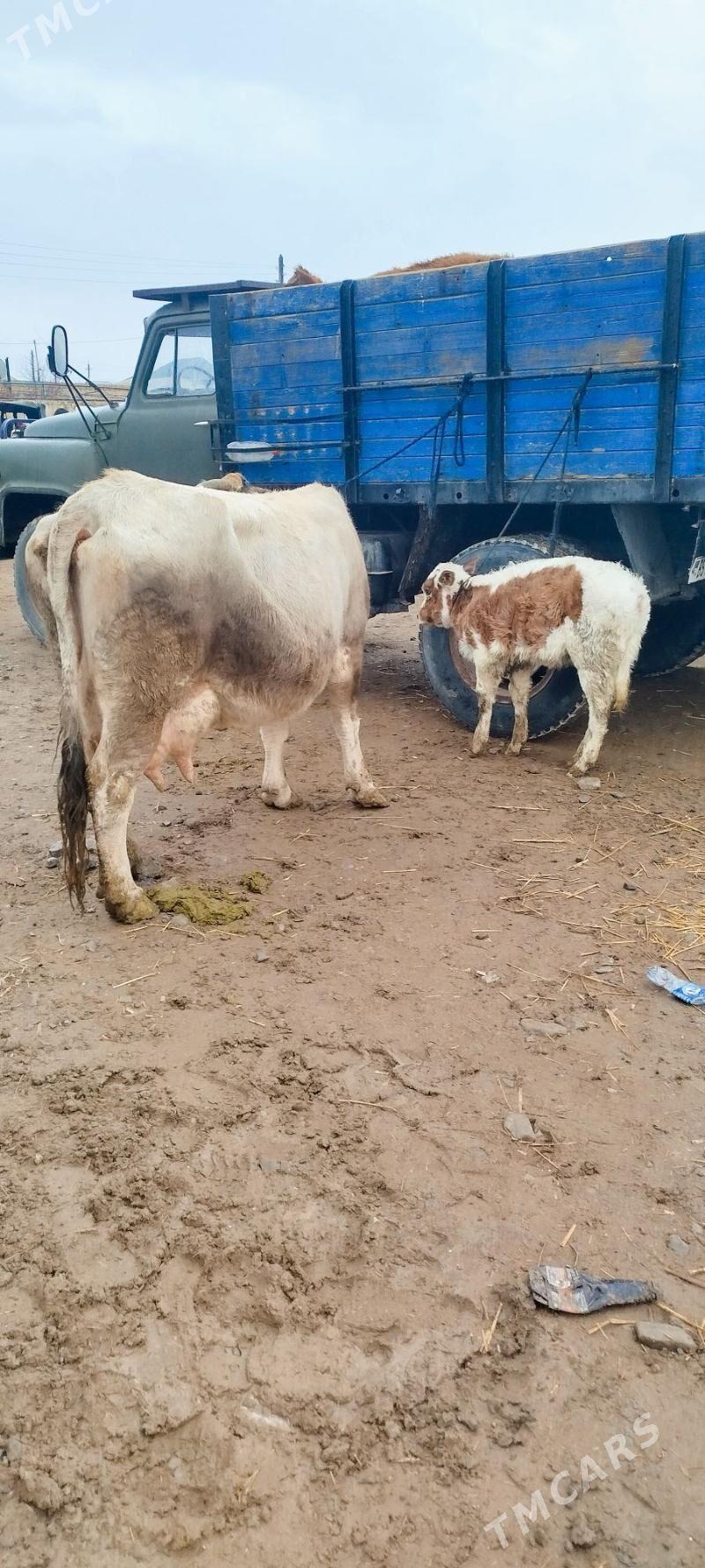 Şiwit Gölely sygyr - Бахарден - img 1