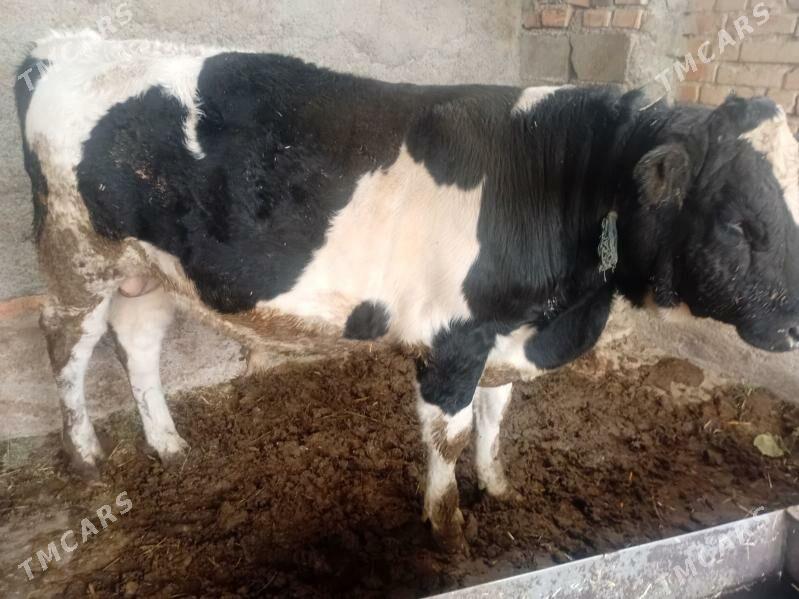 byr ỳaş 4 aỳlyk öküz - Bäherden - img 1