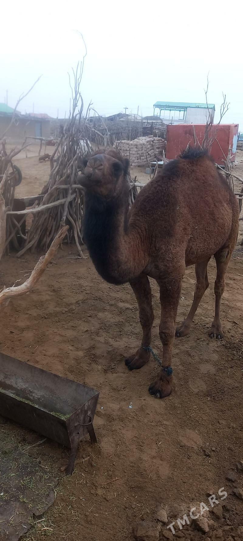 duye - Ak bugdaý etraby - img 1