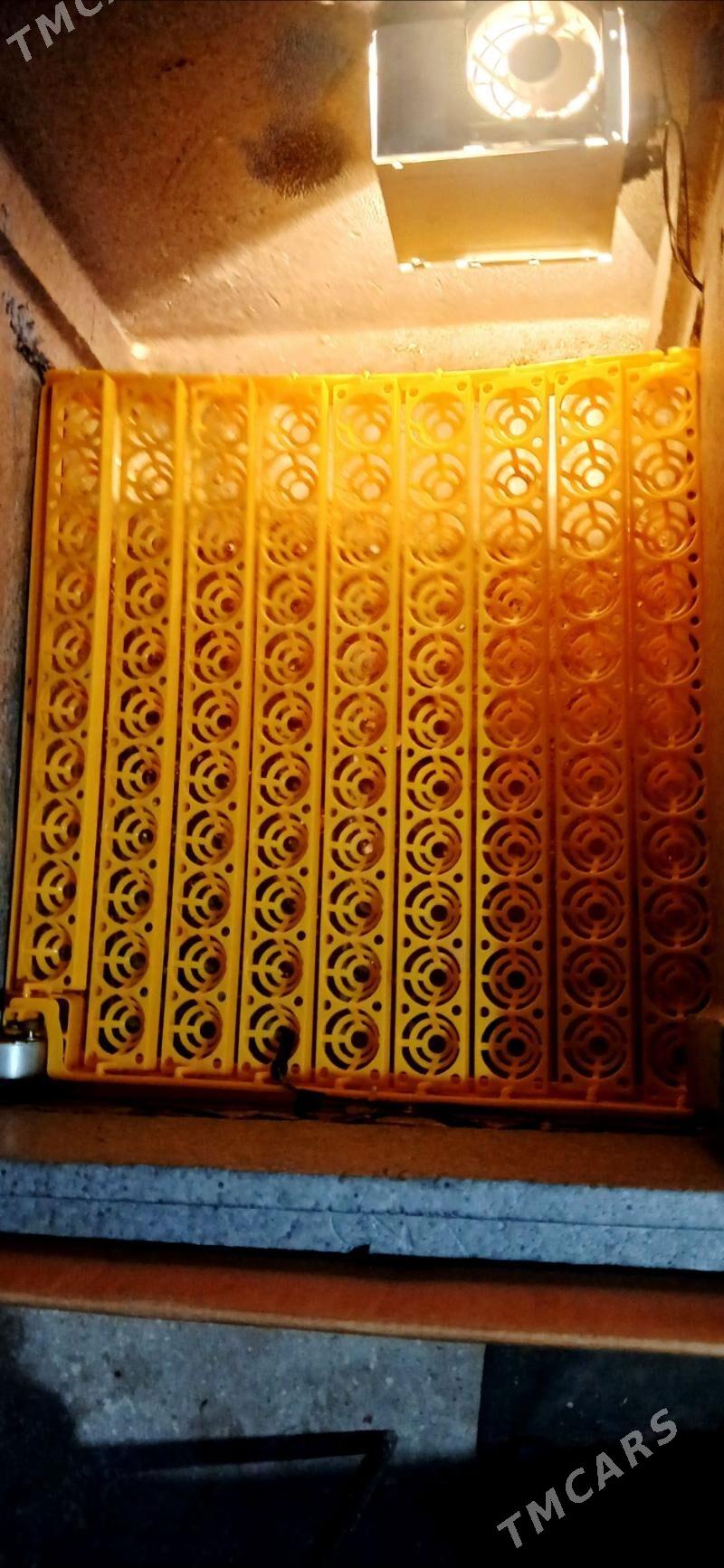 инкибатор inkiwator - Gyzylarbat - img 1