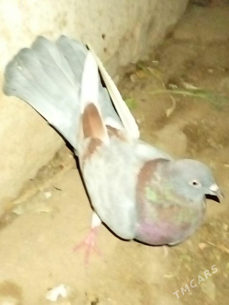 Kepder - Saýat - img 1