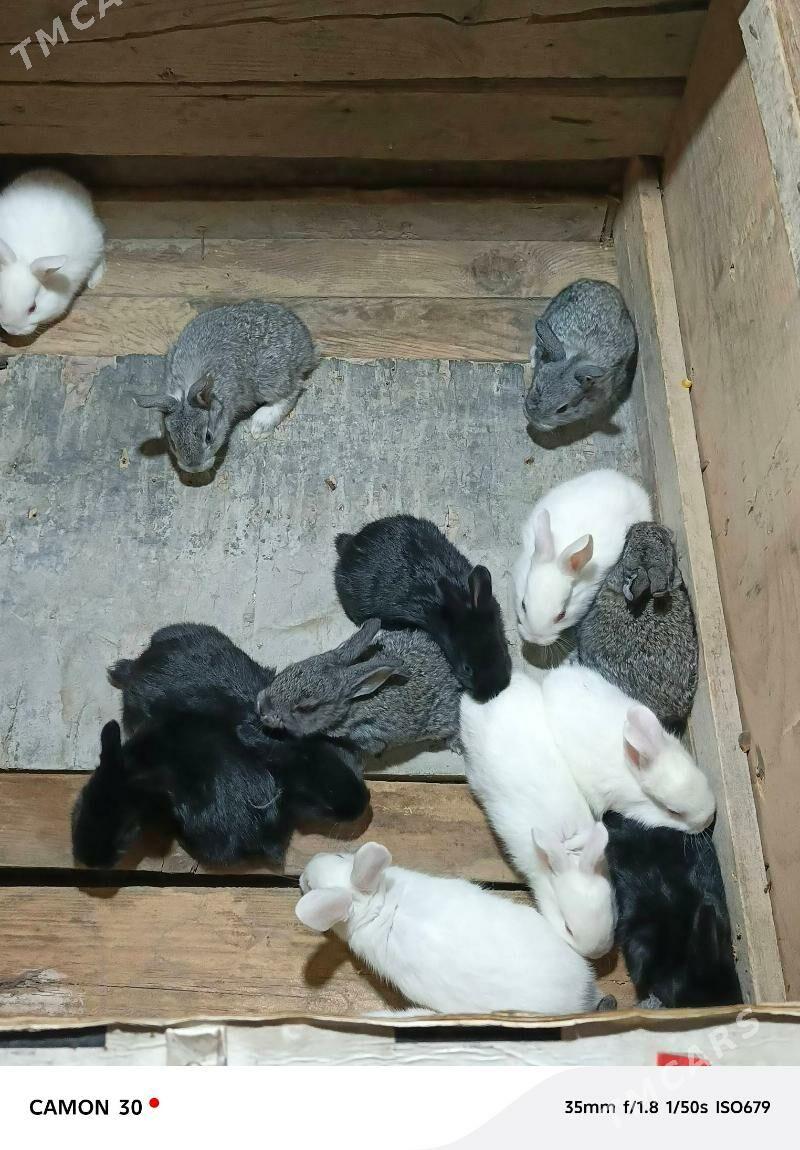 towşan - Гёкдже - img 1