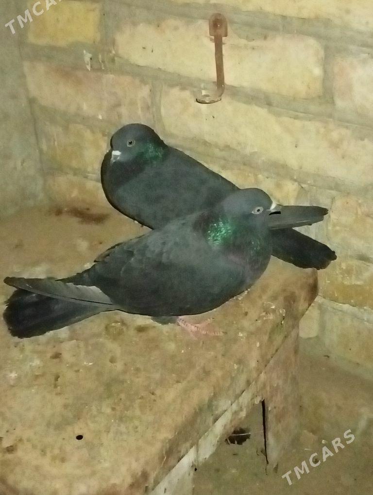 kepder - Saýat - img 1