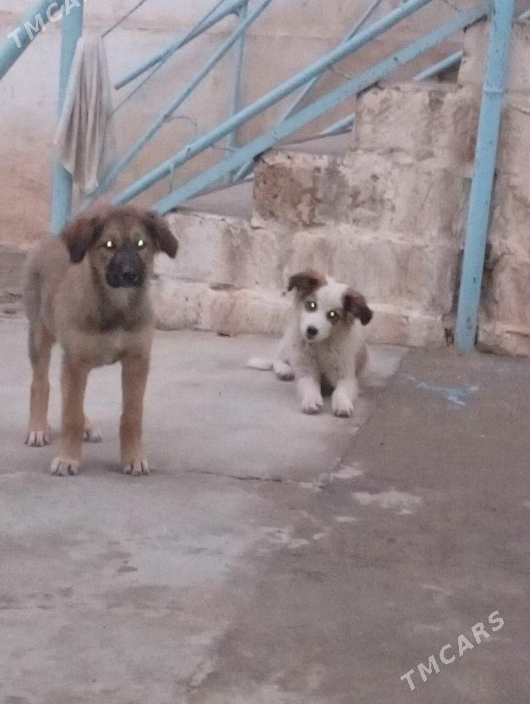 Щенки - Türkmenbaşy - img 1