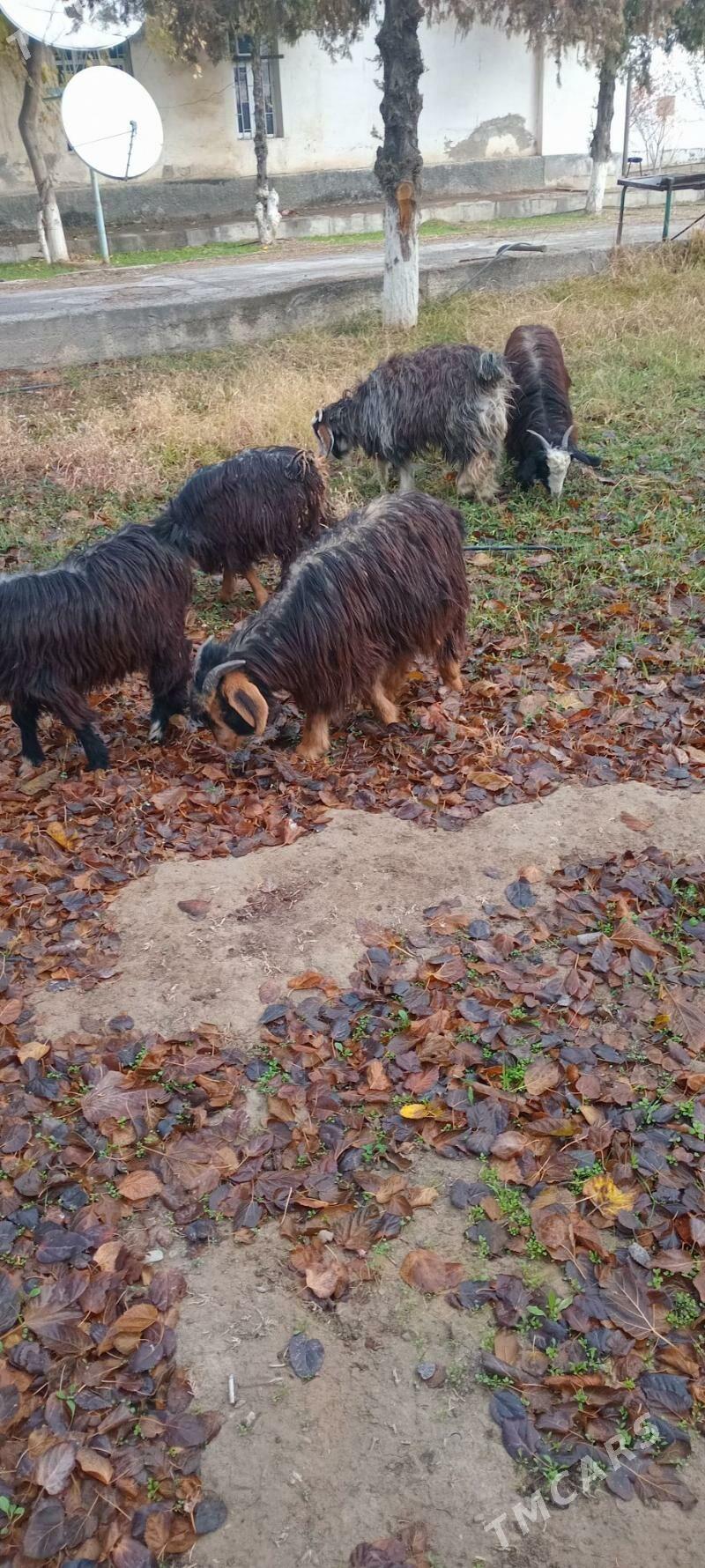 Goyun we Çewiş - Änew - img 1